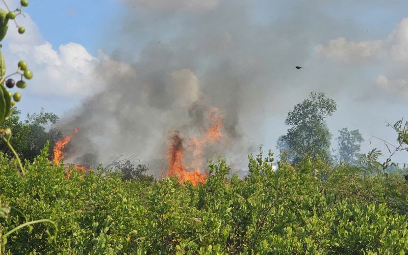 Khu dân cư hốt hoảng vì đám cháy do đốt cỏ dại -0