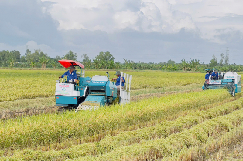 Cần nhiều giải pháp đồng bộ để sớm ổn định thị trường lúa gạo ĐBSCL -0
