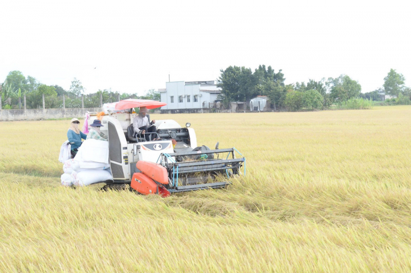 Cần nhiều giải pháp đồng bộ để sớm ổn định thị trường lúa gạo ĐBSCL -0