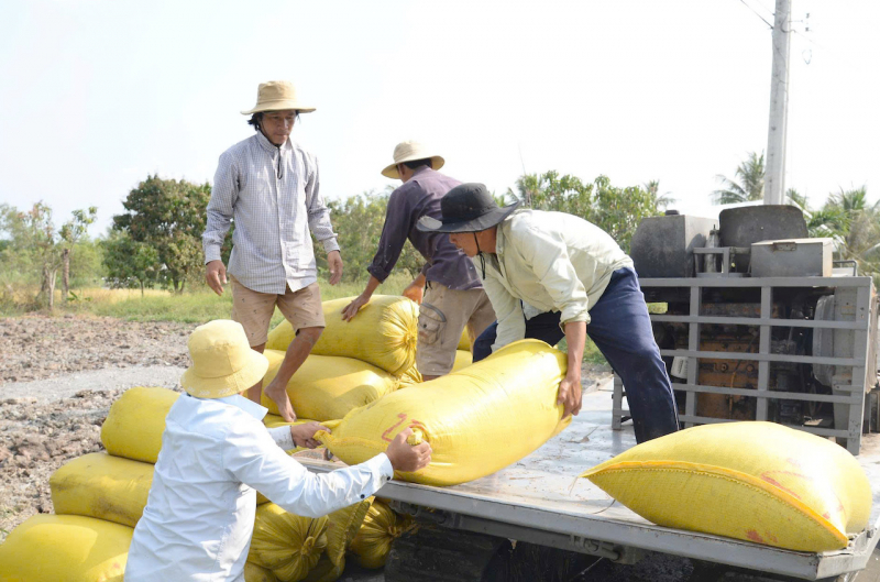 Cần nhiều giải pháp đồng bộ để sớm ổn định thị trường lúa gạo ĐBSCL -0