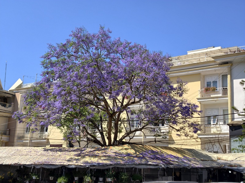 Đà Lạt mùa phượng tím say lòng lữ khách -0