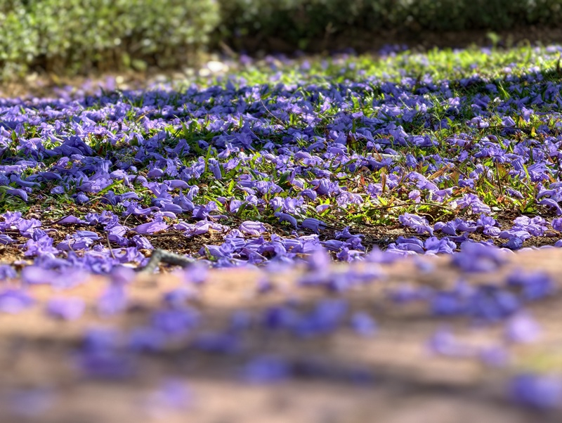 Đà Lạt mùa phượng tím say lòng lữ khách -0