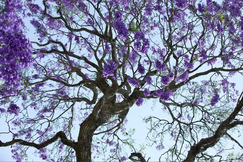 Đà Lạt mùa phượng tím say lòng lữ khách -0