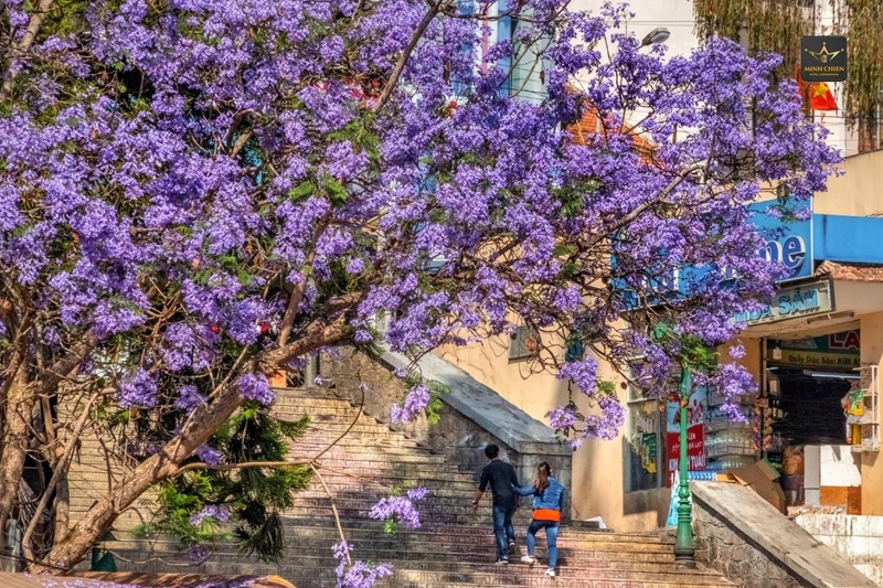 Đà Lạt mùa phượng tím say lòng lữ khách -0