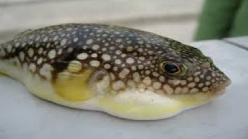 Liên tiếp 3 người nhập viện do ngộ độc cá nóc -0