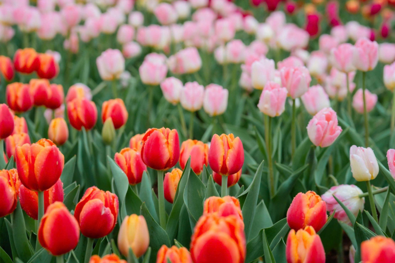 Du khách quốc tế tấp nập chiêm bái núi Bà Đen -5