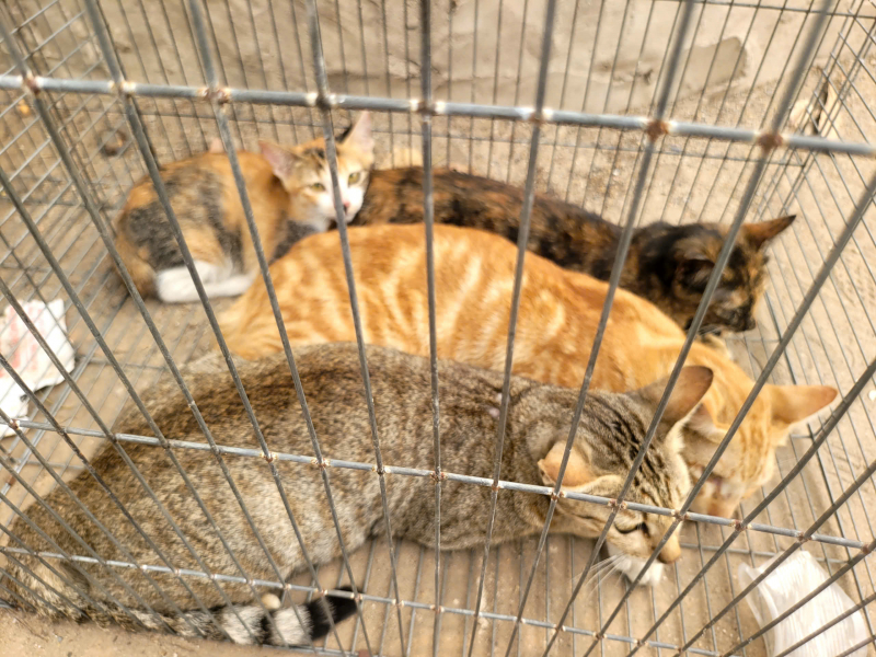 Quyết liệt triệt xóa các đường dây trộm cắp, tiêu thụ chó, mèo tại TP Hồ Chí Minh -0