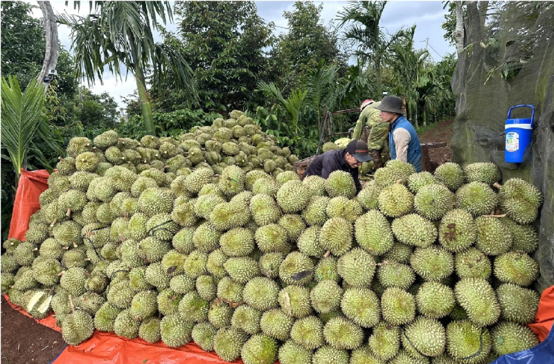 Xử lý nghiêm những thương lái bất chấp pháp luật trong mua bán sầu riêng -0