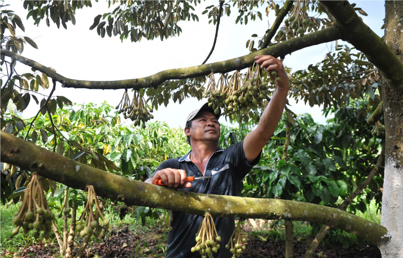Xử lý nghiêm những thương lái bất chấp pháp luật trong mua bán sầu riêng -0