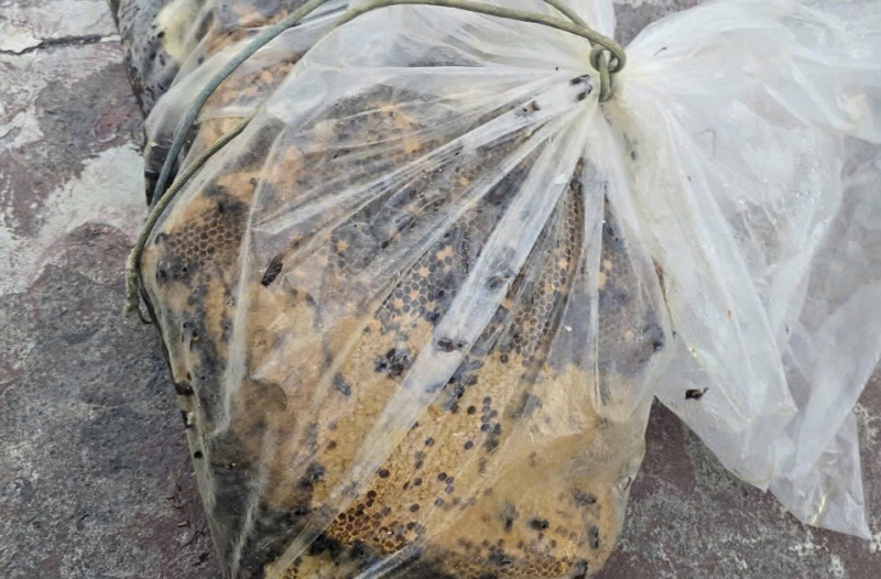 Dân trút gánh nặng khi tổ ong dài gần 1m đe dọa nhiều tháng nay được phá bỏ -1