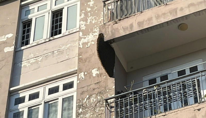 Dân trút gánh nặng khi tổ ong dài gần 1m đe dọa nhiều tháng nay được phá bỏ -0