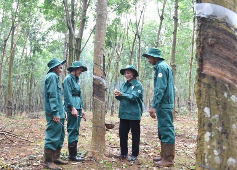 Dấu ấn Cao su Việt Nam trên đất bạn Lào -0