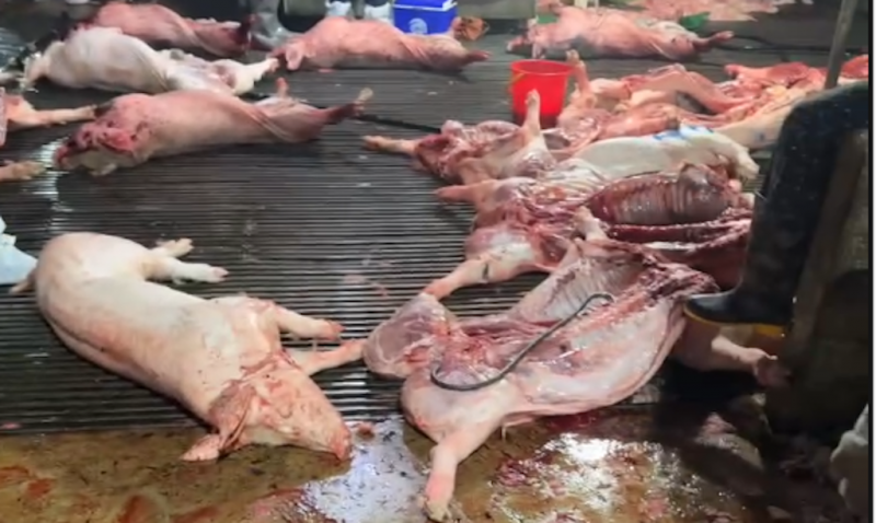 Đường dây giết mổ, tiêu thụ gần 300 tấn thịt lợn nhiễm dịch tả châu Phi được triệt phá như thế nào? -0