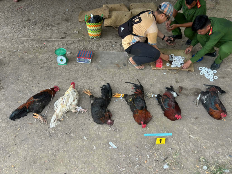 Triệt xóa sòng gà lớn ở An Giang -1