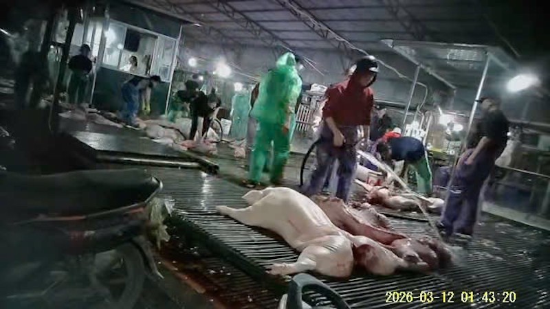 Ai chịu trách nhiệm khi để lọt lợn chết vào bữa ăn của người tiêu dùng -0