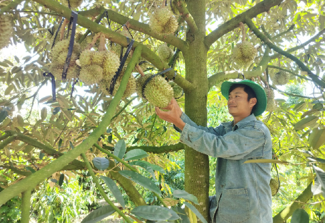 Nhiều hoạt động hấp dẫn tại Lễ hội Sầu riêng Đắk Lắk lần I, năm 2026 -0