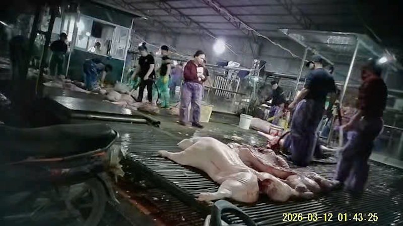 Ăn phải thịt lợn nhiễm bệnh ảnh hưởng gì tới sức khỏe? -0