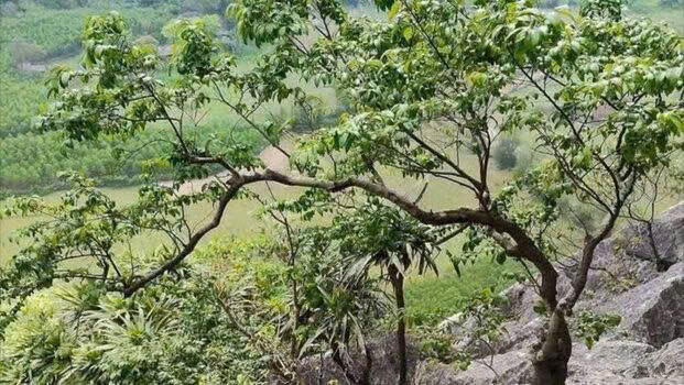 Cơn sốt “muội hồng”: Thú chơi tiềm ẩn những hệ lụy pháp lý và hiểm nguy rình rập -0