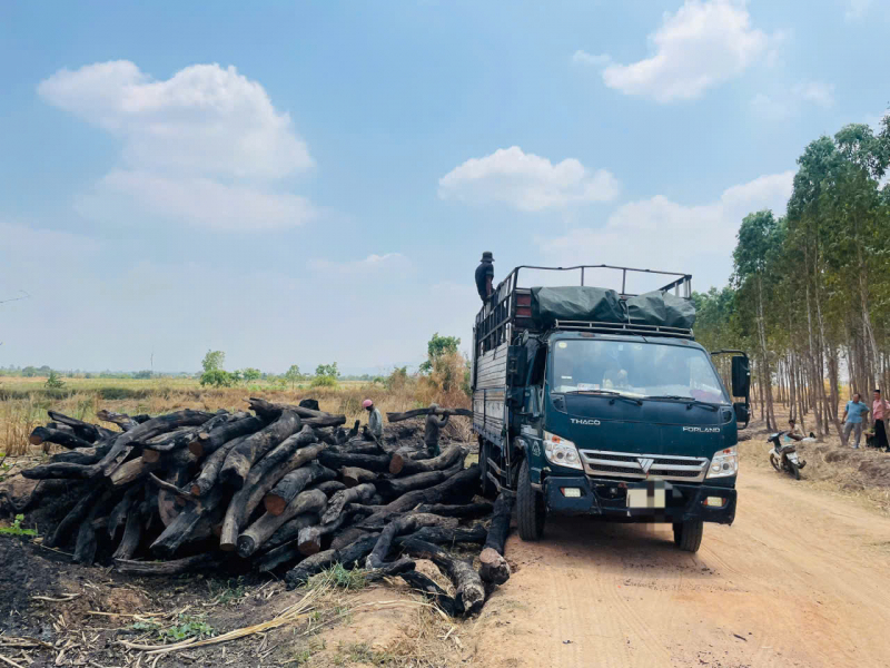 Xác minh nguồn gốc số lượng lớn củi rừng tập kết ở vùng giáp ranh -0