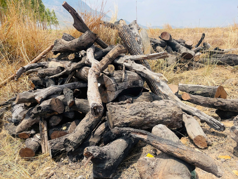 Xác minh nguồn gốc số lượng lớn củi rừng tập kết ở vùng giáp ranh -1