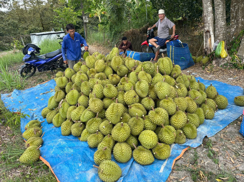 Giải quyết điệp khúc trái cây “lên đỉnh, xuống đáy”, cần nâng chất chuỗi giá trị -0