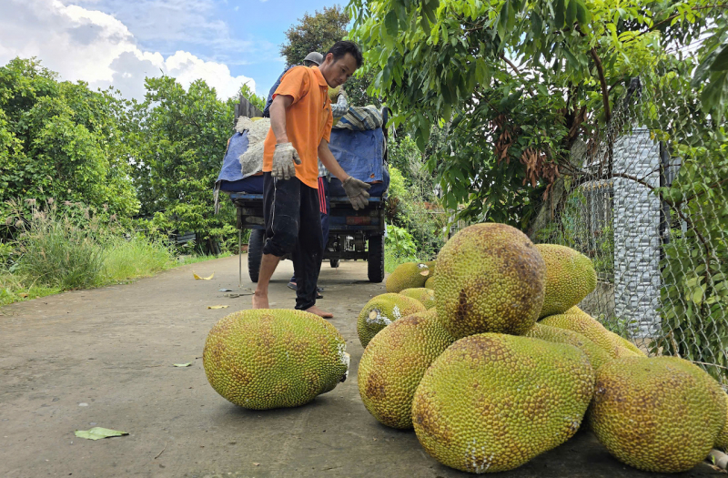 Giải quyết điệp khúc trái cây “lên đỉnh, xuống đáy”, cần nâng chất chuỗi giá trị -0