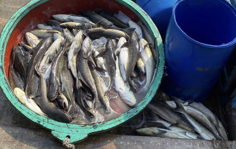 Cá nuôi lồng bè ở Lý Sơn chết hàng loạt chưa rõ nguyên nhân -0