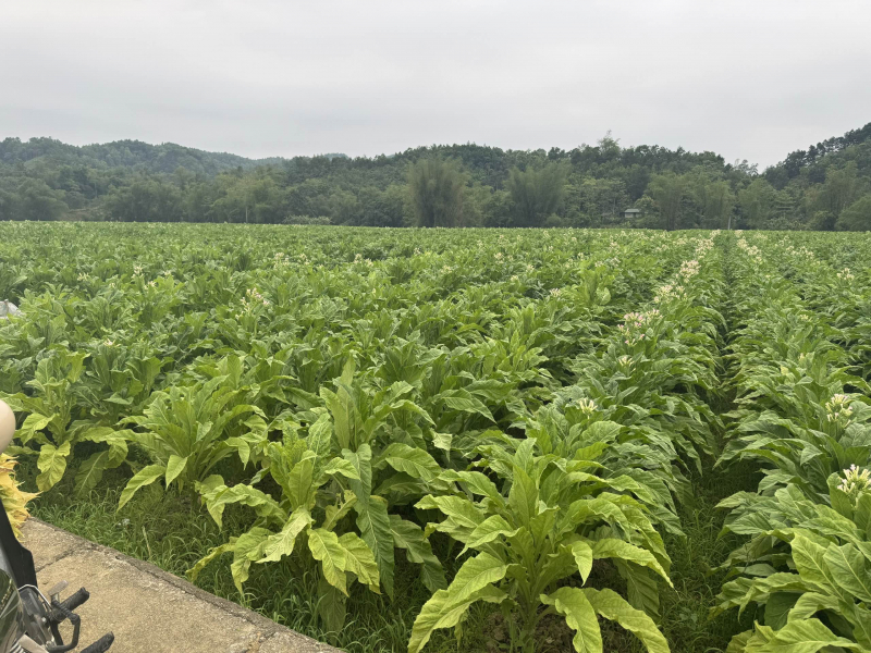 Gõ cửa từng nhà, đẩy lùi ma túy ở Nam Tuấn -0