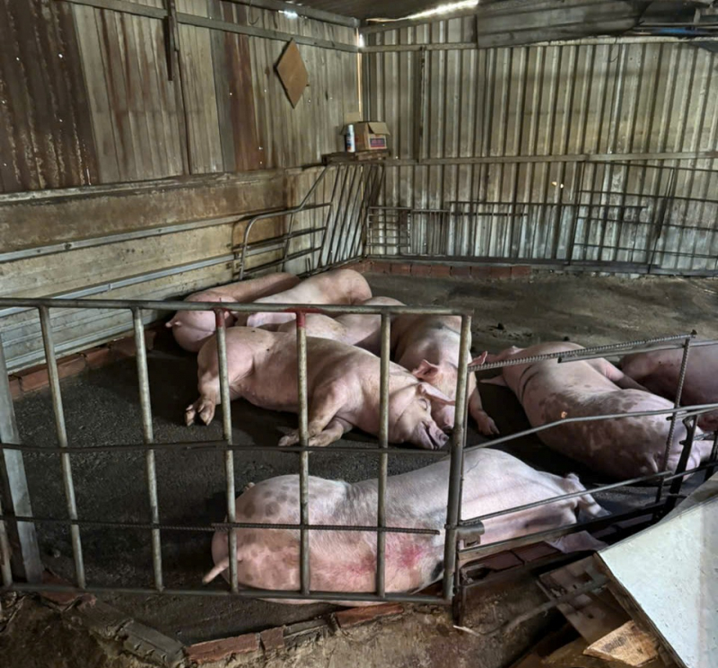 TP Hồ Chí Minh: Quyết liệt cuộc chiến chống “thực phẩm bẩn” từ cửa ngõ đến bàn ăn -3