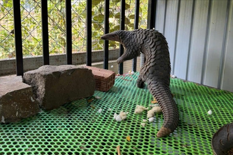 Người dân bất ngờ phát hiện tê tê java bò vào nhà -0