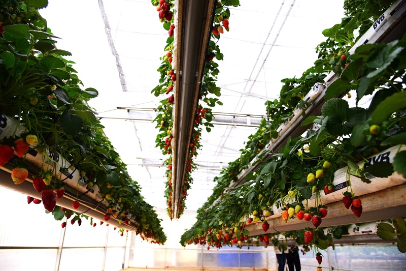 Nông dân Đà Lạt “làm du lịch xanh” -0