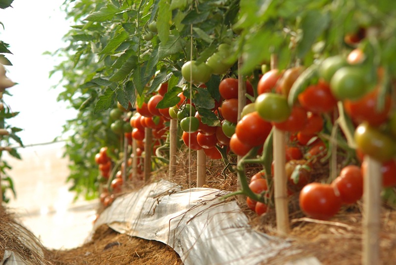 Nông dân Đà Lạt “làm du lịch xanh” -0