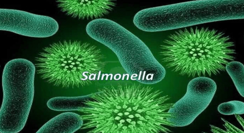 Xác định tác nhân gây ngộ độc thực phẩm tại Trường tiểu học Bình Quới Tây -0