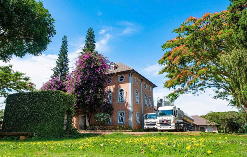 Dalatmilk ra mắt “Sữa Tươi Thanh Trùng Hương Chuối” - kết hợp hoàn toàn từ sữa tươi cao nguyên và hương chuối tự nhiên -1