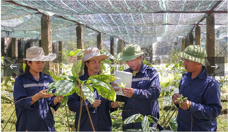 Định hình con đường dược liệu Việt: Tư duy chiến lược của Anh hùng Lao động Thái Hương -0