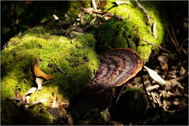 Định hình con đường dược liệu Việt: Tư duy chiến lược của Anh hùng Lao động Thái Hương -0