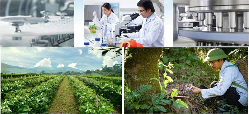 Định hình con đường dược liệu Việt: Tư duy chiến lược của Anh hùng Lao động Thái Hương -0