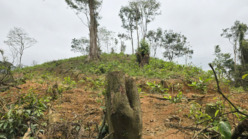 “Xoá sổ” hơn 4.000m² rừng phòng hộ hai anh em bị phạt gần 150 triệu đồng -0