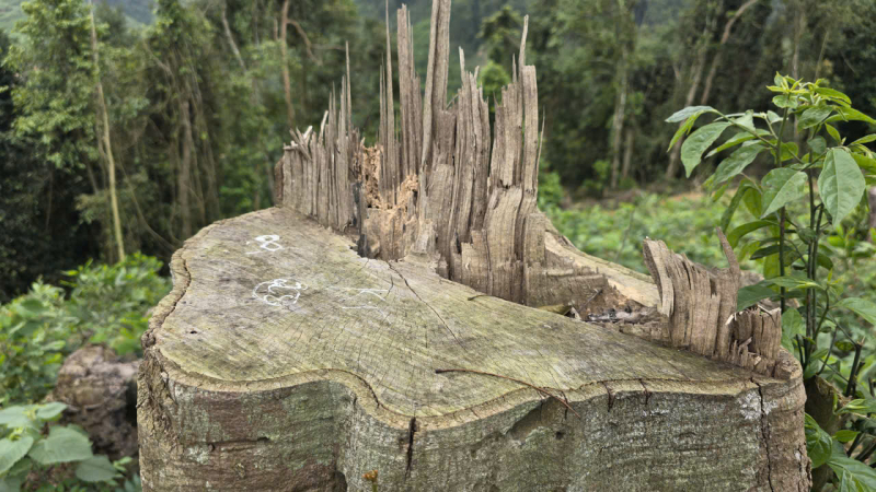 “Xoá sổ” hơn 4.000m² rừng phòng hộ hai anh em bị phạt gần 150 triệu đồng -0