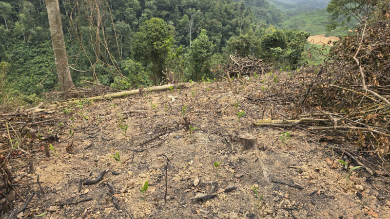 “Xoá sổ” hơn 4.000m² rừng phòng hộ hai anh em bị phạt gần 150 triệu đồng -0