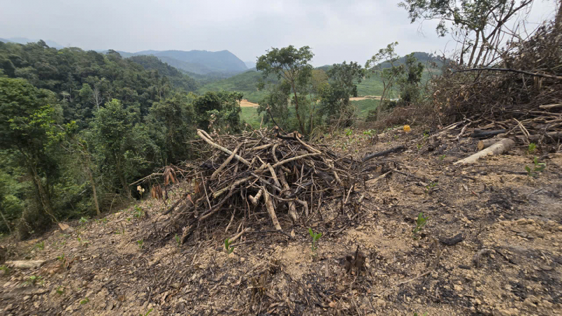 “Xoá sổ” hơn 4.000m² rừng phòng hộ hai anh em bị phạt gần 150 triệu đồng -0