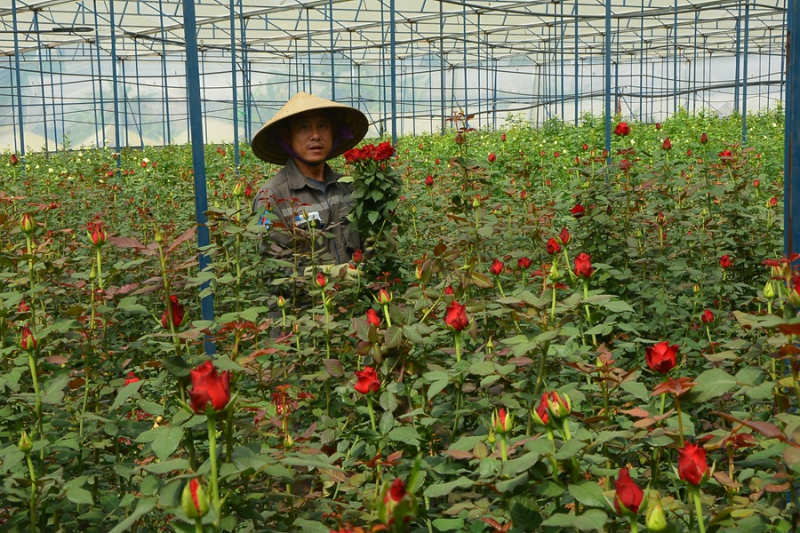 Hành trình lập nghiệp của những người con xa xứ -1