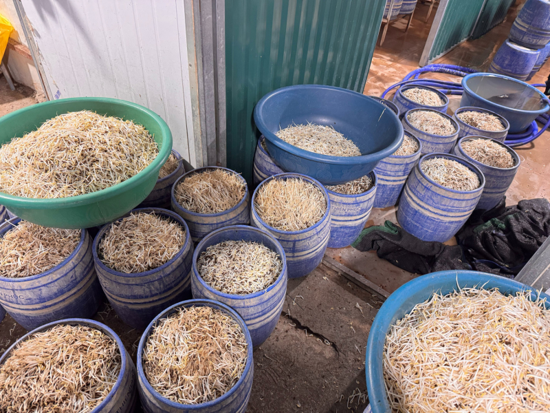 Khởi tố 2 chủ cơ sở tuồn 160 tấn giá đỗ ngâm hoá chất ra thị trường -0