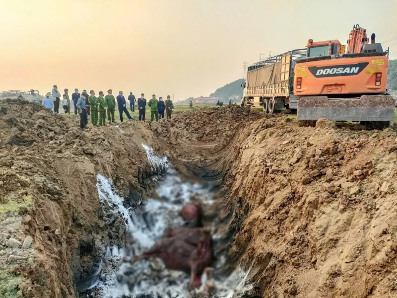 Nguy cơ dịch lở mồm long móng chủng mới xâm nhập vào Việt Nam -0