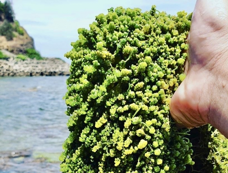 Cồn Cỏ – mùa gió mới từ một hòn đảo tiền tiêu -0