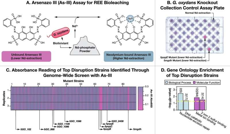 Dùng vi khuẩn “khai thác” đất hiếm từ nước thải -0