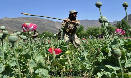 Afganistan trên hành trình loại bỏ cây thuốc phiện -0
