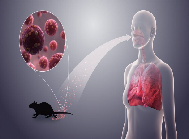 Bộ Y tế cảnh báo khẩn về loại virus lây từ chuột sau chùm ca bệnh tử vong trên tàu du lịch -0