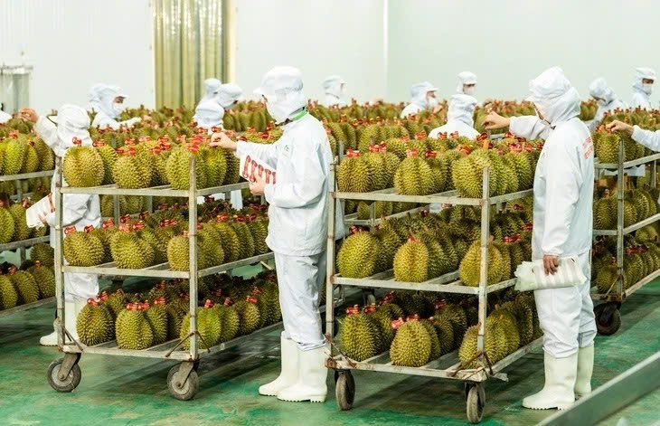 Xử nghiêm tình trạng né tránh kiểm nghiệm sầu riêng xuất khẩu -0