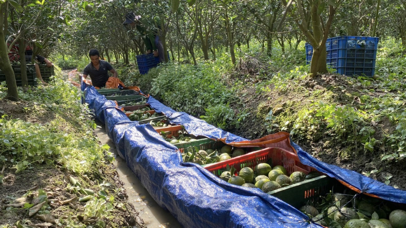 Vì sao giá nhiều mặt hàng trái cây chủ lực ở miền Tây liên tiếp chạm đáy? -0